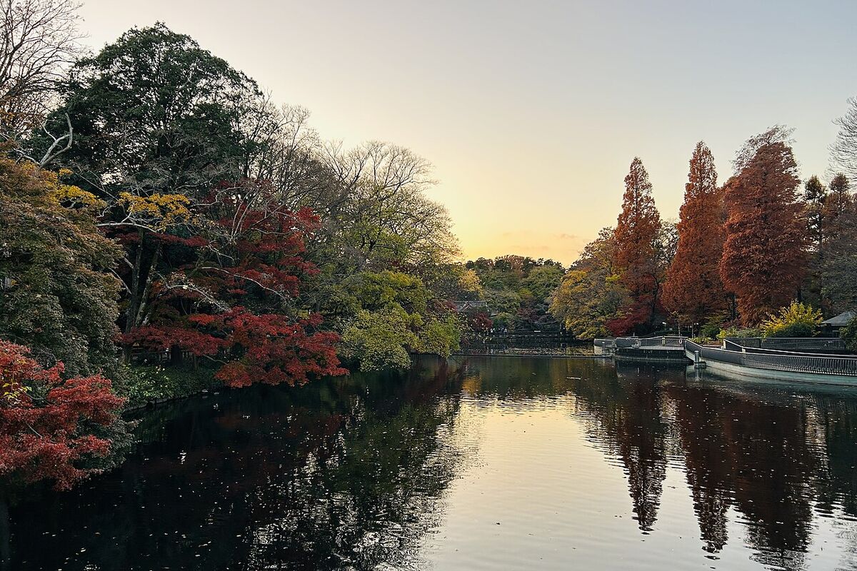 Inokashira цэцэрлэгт хүрээлэнгийн цөөрөм, усанд тусах улаан мод