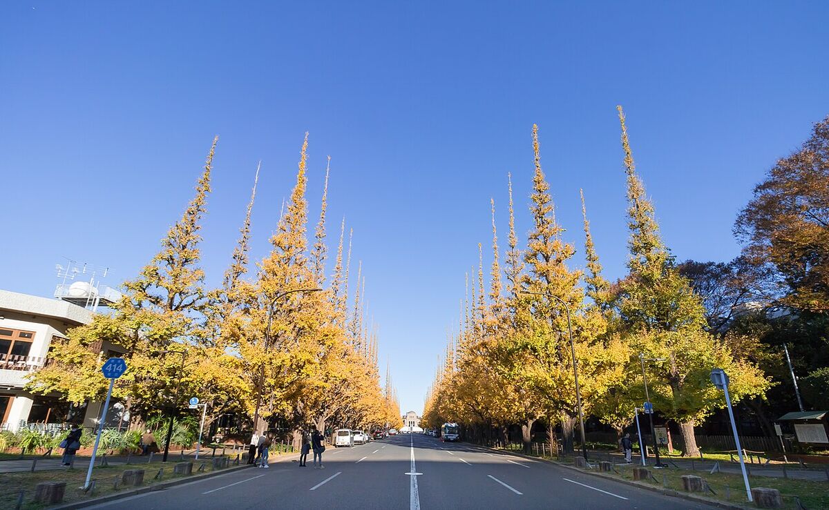Jingu Gaien-ий шар гинкгогийн гудамж, хоёр талдаа эгнээ мод