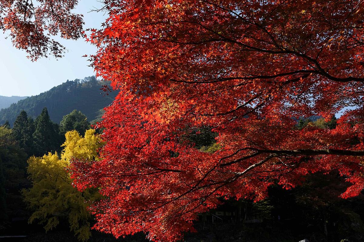 Mitake хөндийд уулын ойн дэргэд улаан агч, шар мод