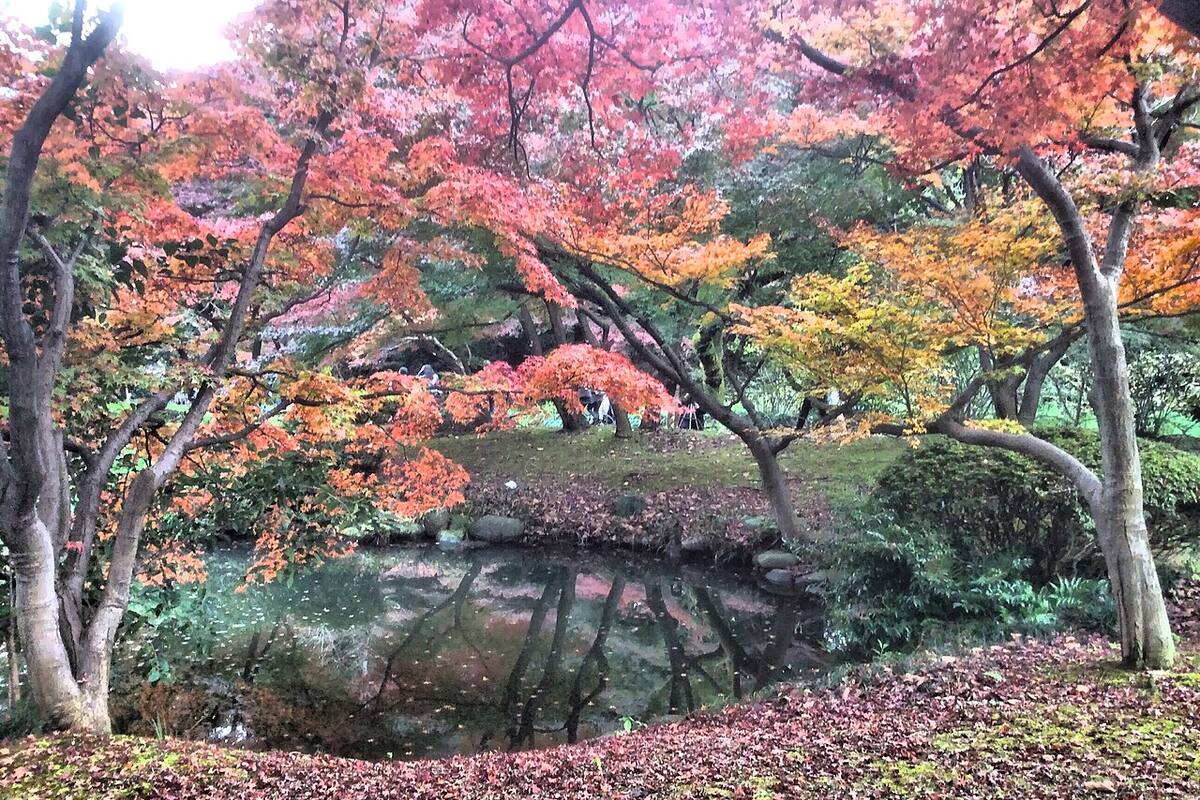 Shinjuku Gyoen-ий цөөрмийн дэргэд улаан, ягаан агч